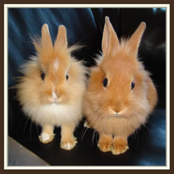 Nala & Filou - B-Wurf - Browney & Bunny