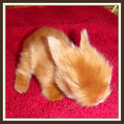 Cheela & Rusty - B-Wurf - Bella