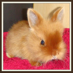 Cheela & Rusty - B-Wurf - Bella