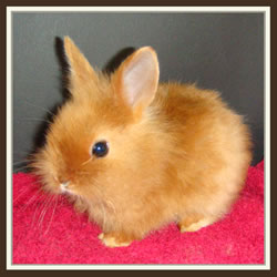 Cheela & Rusty - B-Wurf - Bella