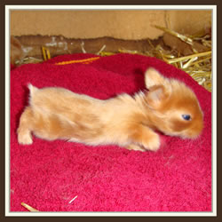 Cheela & Rusty - B-Wurf - Benni