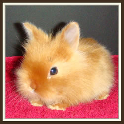 Cheela & Rusty - B-Wurf - Benni