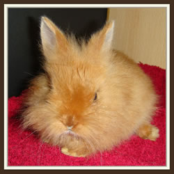 Cheela & Rusty - B-Wurf - Benni