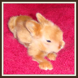 Cheela & Rusty - B-Wurf - Bessy