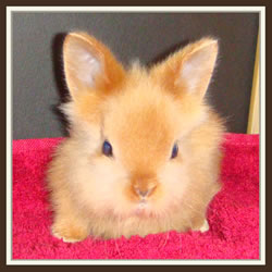 Cheela & Rusty - B-Wurf - Bessy