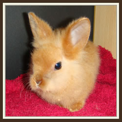 Cheela & Rusty - B-Wurf - Bessy