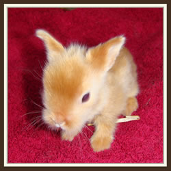 Cheela & Rusty - B-Wurf - Bibi