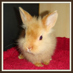 Cheela & Rusty - B-Wurf - Bibi