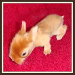 Cheela & Rusty - B-Wurf - Binchen