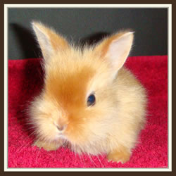 Cheela & Rusty - B-Wurf - Binchen