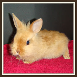 Cheela & Rusty - B-Wurf - Binchen