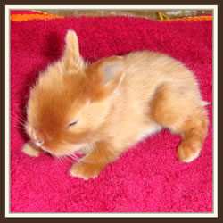 Cheela & Rusty - B-Wurf - Bounty