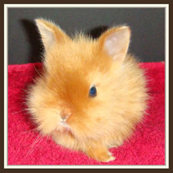 Cheela & Rusty - B-Wurf - Bounty