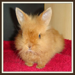 Cheela & Rusty - B-Wurf - Bounty