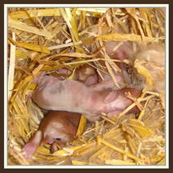 B-Wurf - Cheela & Rusty 09.08.2009